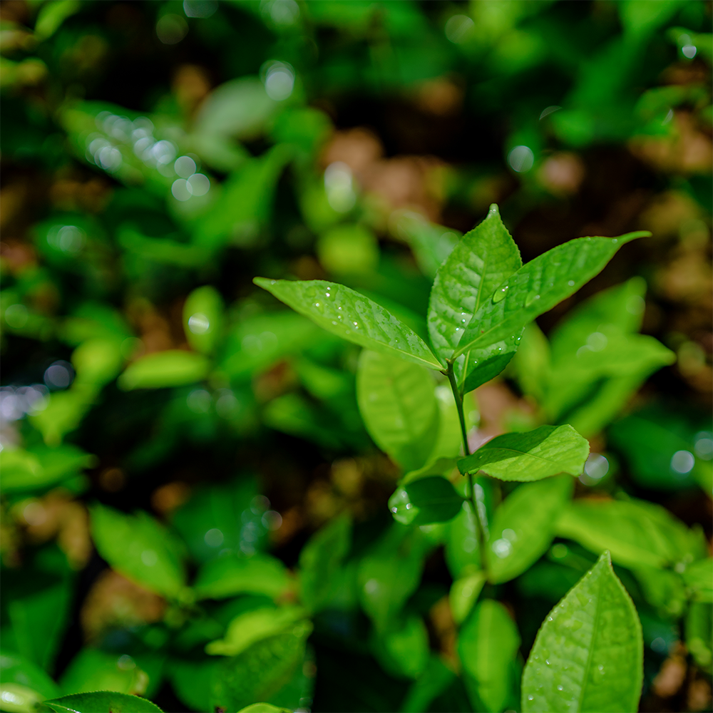 20 years of perfection